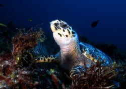 This Green Turtle was posing sweetly for me when I was di... by Robyn Churchill 